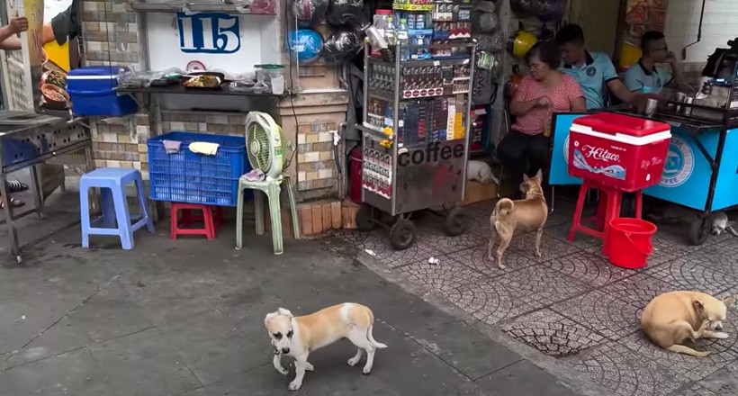 Türk gezgin Fatih Koparan Vietnam'da köpek eti satan restorana gitti! "Köpek çevirme" yapıldığını görünce kokuya dayanamadı kusmamak için kendisini zor tuttu - Resim: 70
