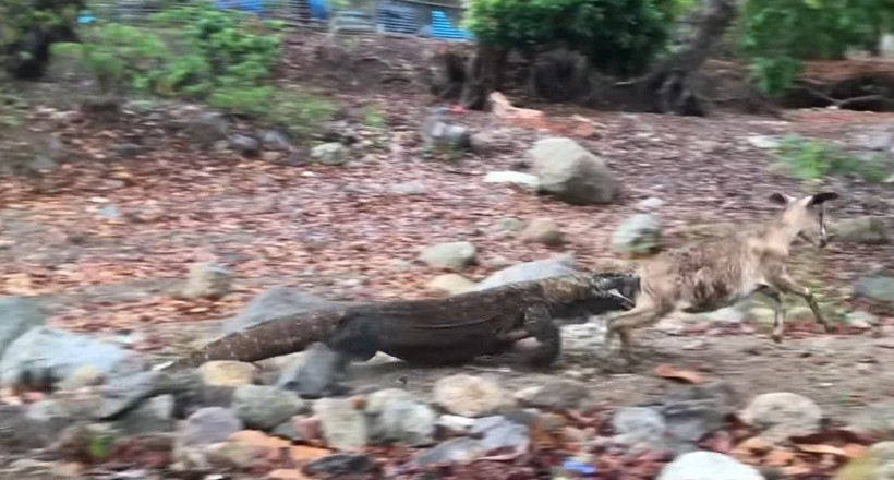 Komodo ejderinin keçi avı kamerada! Dehşete düşüren görüntü - Resim: 13
