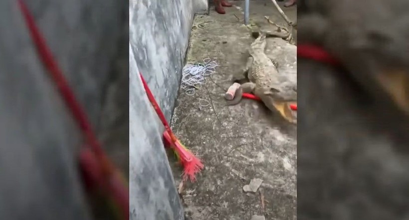 Kırdıkları beton yolun altından timsah çıktı! Gelen seslerin ardından ekipler harekete geçti | Gözlerine inanamadılar - Resim: 16