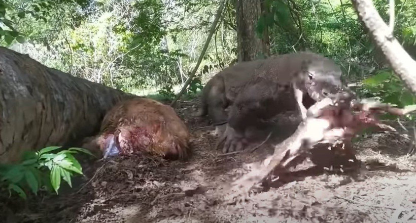 Komodo ejderi hamile geyiği yavrusuyla birlikte canlı canlı yedi! Vahşi doğanın korkunç yüzü kameralara yansıdı - Resim: 34