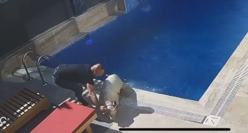 Sahibinden kaçan koç, villanın bahçesindeki havuza atladı - Resim : 1