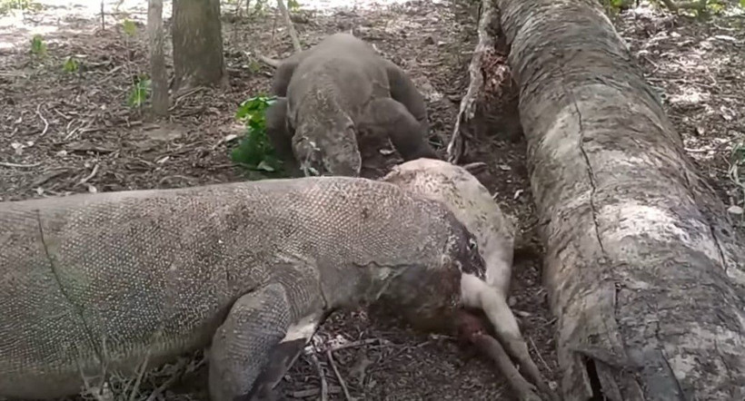 Komodo ejderi hamile geyiği yavrusuyla birlikte canlı canlı yedi! Vahşi doğanın korkunç yüzü kameralara yansıdı - Resim: 86