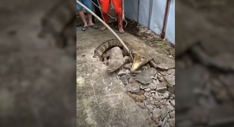 Kırdıkları beton yolun altından timsah çıktı! Gelen seslerin ardından ekipler harekete geçti | Gözlerine inanamadılar - Resim: 12