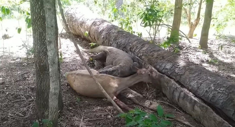 Komodo ejderi hamile geyiği yavrusuyla birlikte canlı canlı yedi! Vahşi doğanın korkunç yüzü kameralara yansıdı - Resim: 9