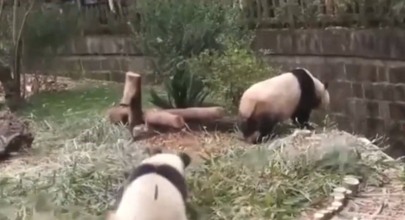 Aslan kafesine köpek bırakılırsa ne olur? Ziyaretçiler korku dolu gözlerle o anları izledi - Resim: 30