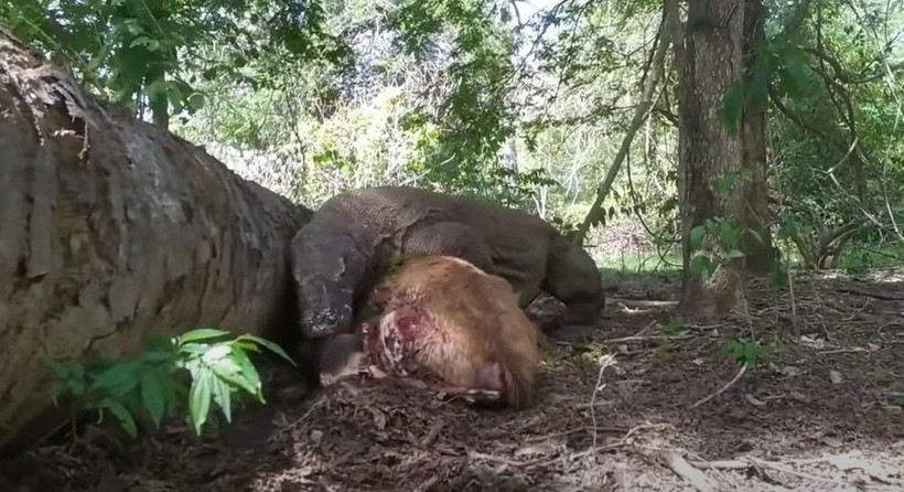 Komodo ejderi hamile geyiği yavrusuyla birlikte canlı canlı yedi! Vahşi doğanın korkunç yüzü kameralara yansıdı - Resim: 29