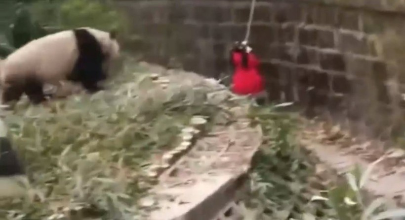 Aslan kafesine köpek bırakılırsa ne olur? Ziyaretçiler korku dolu gözlerle o anları izledi - Resim: 22