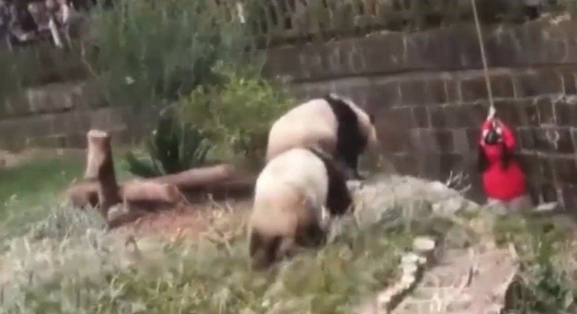 Aslan kafesine köpek bırakılırsa ne olur? Ziyaretçiler korku dolu gözlerle o anları izledi - Resim: 34
