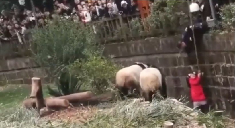 Aslan kafesine köpek bırakılırsa ne olur? Ziyaretçiler korku dolu gözlerle o anları izledi - Resim: 44