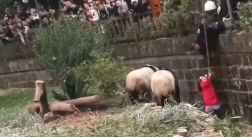 Aslan kafesine köpek bırakılırsa ne olur? Ziyaretçiler korku dolu gözlerle o anları izledi - Resim: 45