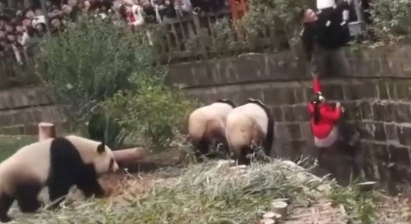 Aslan kafesine köpek bırakılırsa ne olur? Ziyaretçiler korku dolu gözlerle o anları izledi - Resim: 53