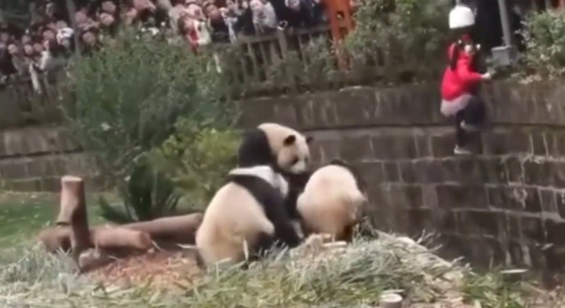 Aslan kafesine köpek bırakılırsa ne olur? Ziyaretçiler korku dolu gözlerle o anları izledi - Resim: 64
