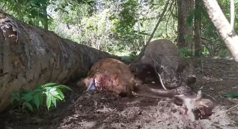 Komodo ejderi hamile geyiği yavrusuyla birlikte canlı canlı yedi! Vahşi doğanın korkunç yüzü kameralara yansıdı - Resim: 33