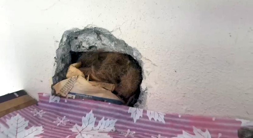 Cüce kargalar, inekten kopardıkları tüylerle yuva yaptı - Resim: 6