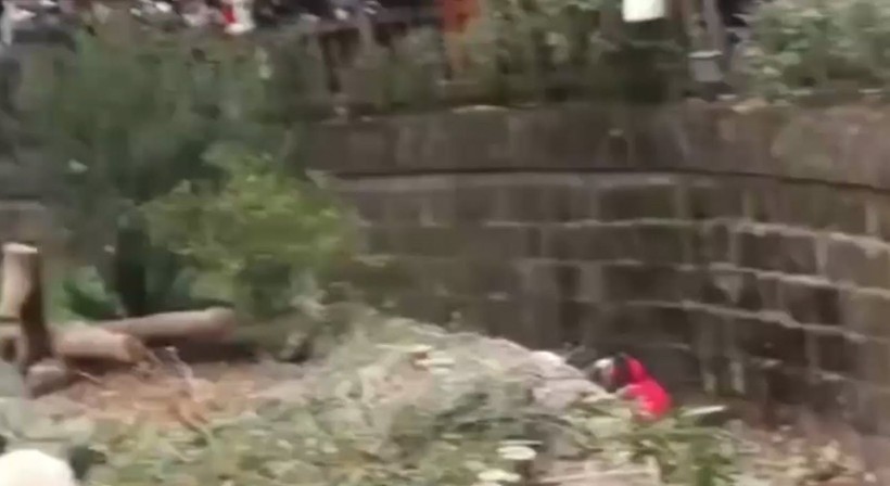 Aslan kafesine köpek bırakılırsa ne olur? Ziyaretçiler korku dolu gözlerle o anları izledi - Resim: 15