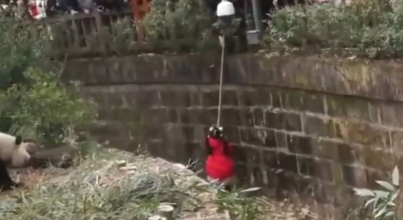 Aslan kafesine köpek bırakılırsa ne olur? Ziyaretçiler korku dolu gözlerle o anları izledi - Resim: 20