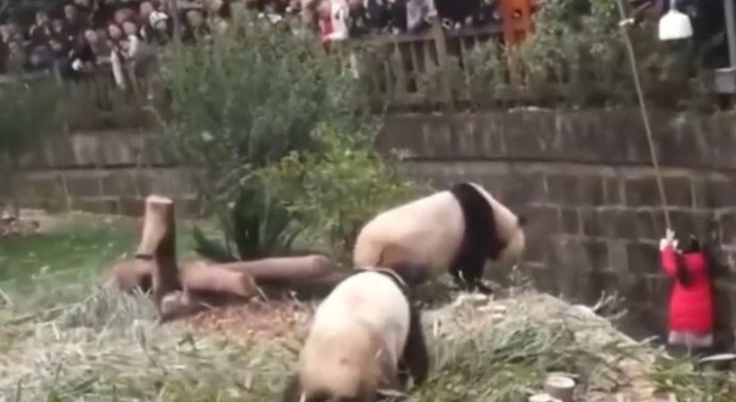 Aslan kafesine köpek bırakılırsa ne olur? Ziyaretçiler korku dolu gözlerle o anları izledi - Resim: 32