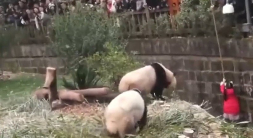 Aslan kafesine köpek bırakılırsa ne olur? Ziyaretçiler korku dolu gözlerle o anları izledi - Resim: 33