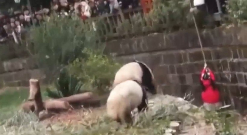 Aslan kafesine köpek bırakılırsa ne olur? Ziyaretçiler korku dolu gözlerle o anları izledi - Resim: 35