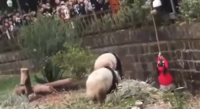 Aslan kafesine köpek bırakılırsa ne olur? Ziyaretçiler korku dolu gözlerle o anları izledi - Resim: 36
