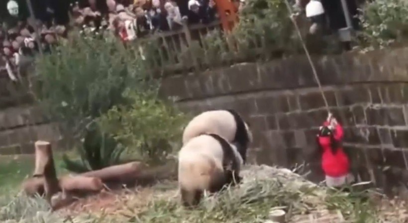 Aslan kafesine köpek bırakılırsa ne olur? Ziyaretçiler korku dolu gözlerle o anları izledi - Resim: 37