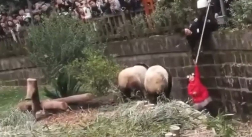 Aslan kafesine köpek bırakılırsa ne olur? Ziyaretçiler korku dolu gözlerle o anları izledi - Resim: 48