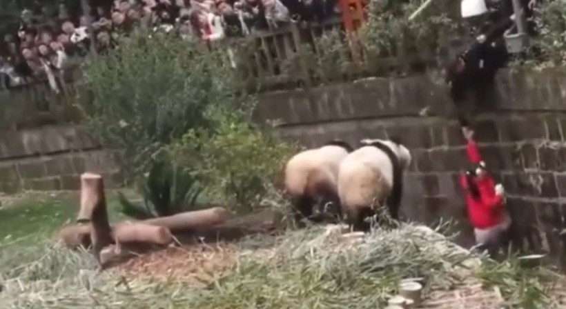 Aslan kafesine köpek bırakılırsa ne olur? Ziyaretçiler korku dolu gözlerle o anları izledi - Resim: 50