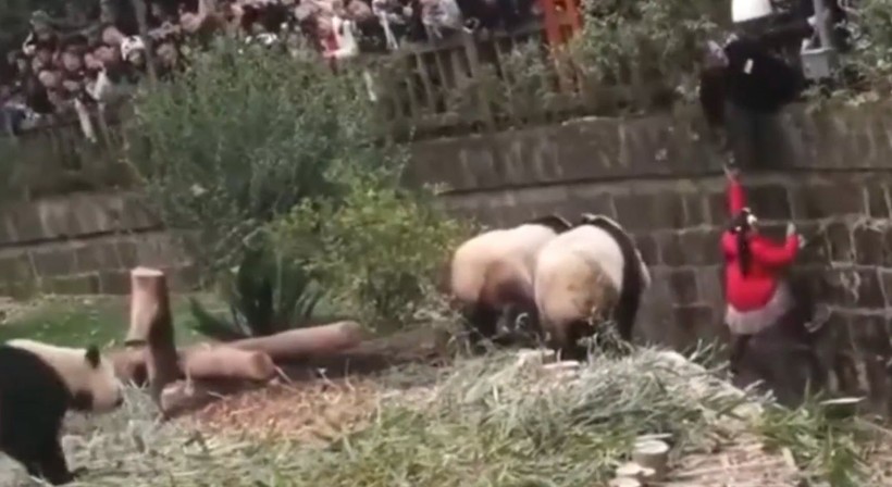 Aslan kafesine köpek bırakılırsa ne olur? Ziyaretçiler korku dolu gözlerle o anları izledi - Resim: 51