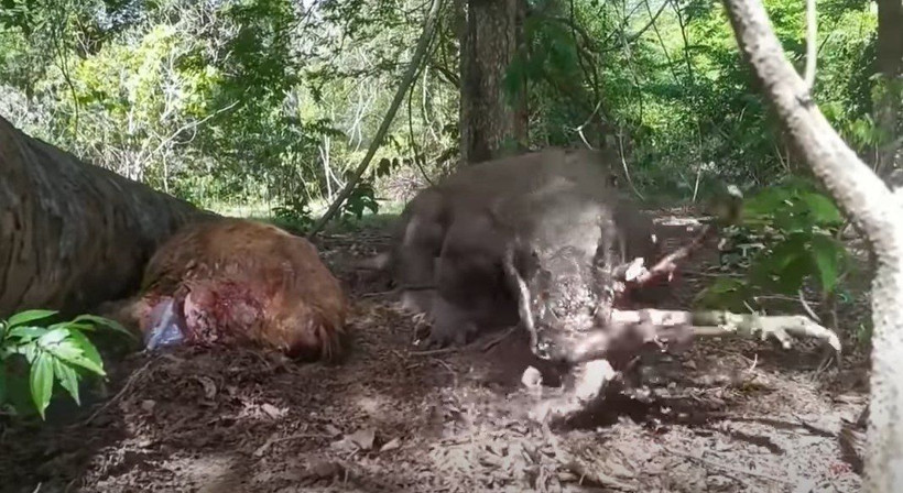 Komodo ejderi hamile geyiği yavrusuyla birlikte canlı canlı yedi! Vahşi doğanın korkunç yüzü kameralara yansıdı - Resim: 36