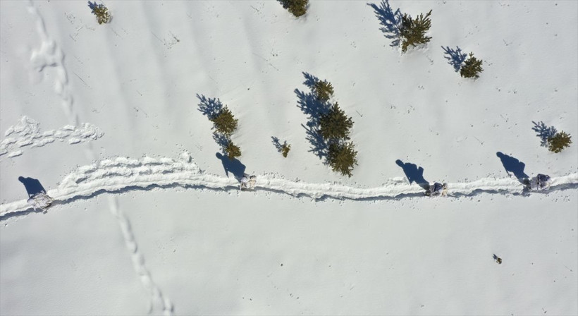 Komandoların Kars'ın karlı dağlarında zorlu eğitimi❄️⛷️🗻 - Resim: 66