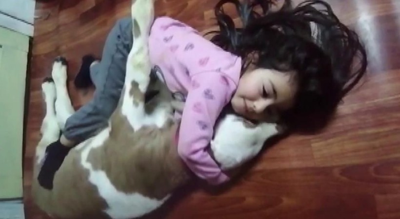 Sivaslı 5 yaşındaki Hira arıları çıplak elle avuçluyor, ata biniyor, süt sağıyor - Resim: 9