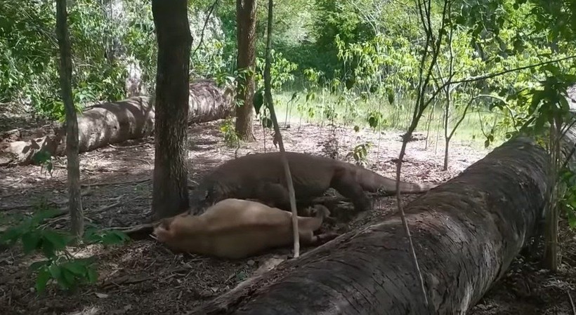 Komodo ejderi hamile geyiği canlı canlı yedi! Vahşi doğanın acımasız yüzü böyle görüntülendi - Resim: 1