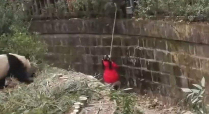 Aslan kafesine köpek bırakılırsa ne olur? Ziyaretçiler korku dolu gözlerle o anları izledi - Resim: 21