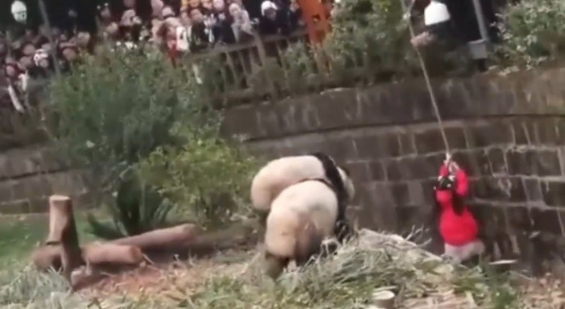 Aslan kafesine köpek bırakılırsa ne olur? Ziyaretçiler korku dolu gözlerle o anları izledi - Resim: 38