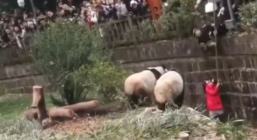 Aslan kafesine köpek bırakılırsa ne olur? Ziyaretçiler korku dolu gözlerle o anları izledi - Resim: 41