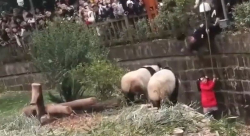 Aslan kafesine köpek bırakılırsa ne olur? Ziyaretçiler korku dolu gözlerle o anları izledi - Resim: 42