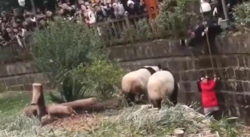 Aslan kafesine köpek bırakılırsa ne olur? Ziyaretçiler korku dolu gözlerle o anları izledi - Resim: 43