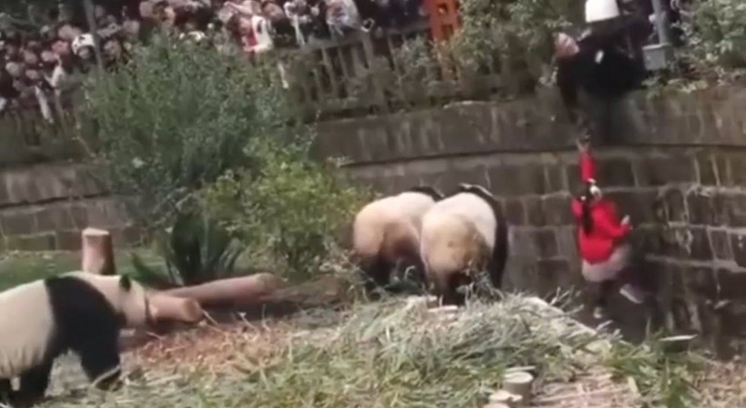 Aslan kafesine köpek bırakılırsa ne olur? Ziyaretçiler korku dolu gözlerle o anları izledi - Resim: 52