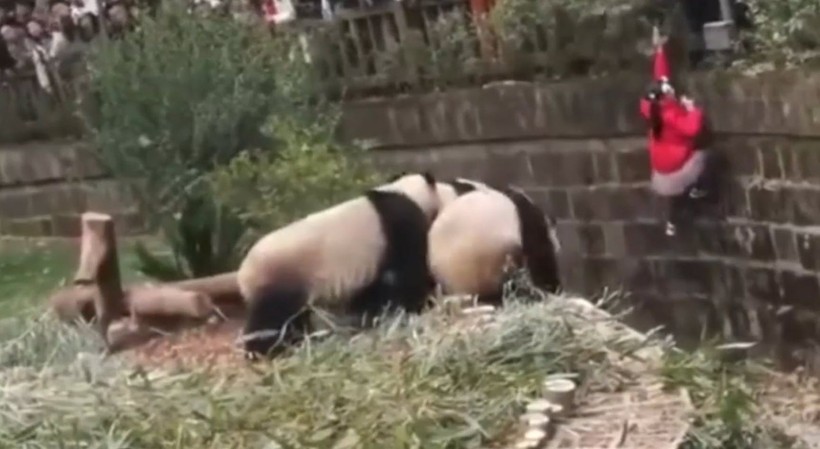 Aslan kafesine köpek bırakılırsa ne olur? Ziyaretçiler korku dolu gözlerle o anları izledi - Resim: 57
