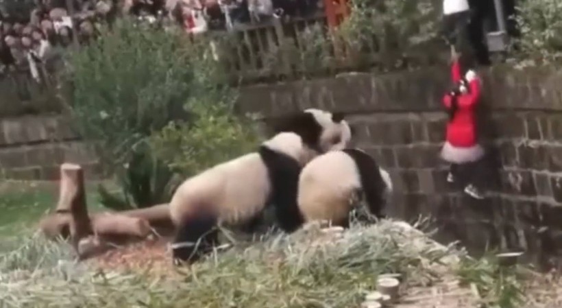 Aslan kafesine köpek bırakılırsa ne olur? Ziyaretçiler korku dolu gözlerle o anları izledi - Resim: 58