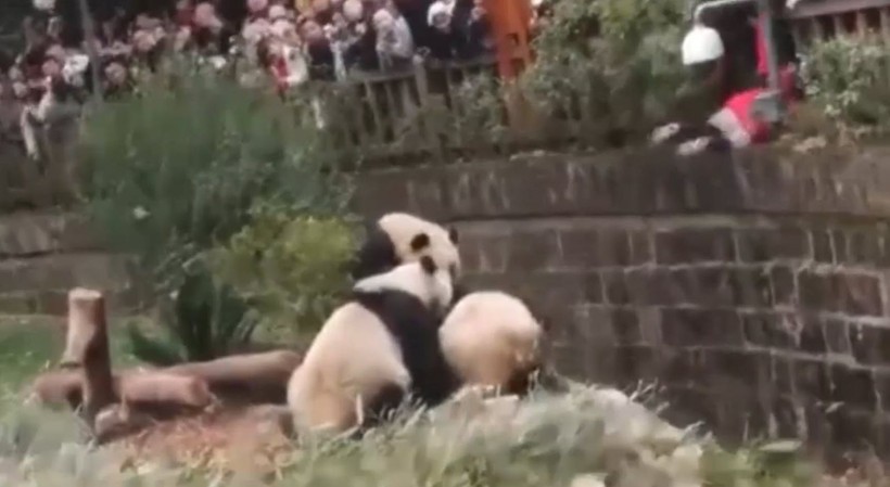 Aslan kafesine köpek bırakılırsa ne olur? Ziyaretçiler korku dolu gözlerle o anları izledi - Resim: 66
