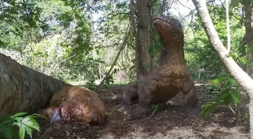Komodo ejderi hamile geyiği yavrusuyla birlikte canlı canlı yedi! Vahşi doğanın korkunç yüzü kameralara yansıdı - Resim: 40