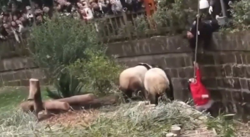 Aslan kafesine köpek bırakılırsa ne olur? Ziyaretçiler korku dolu gözlerle o anları izledi - Resim: 46