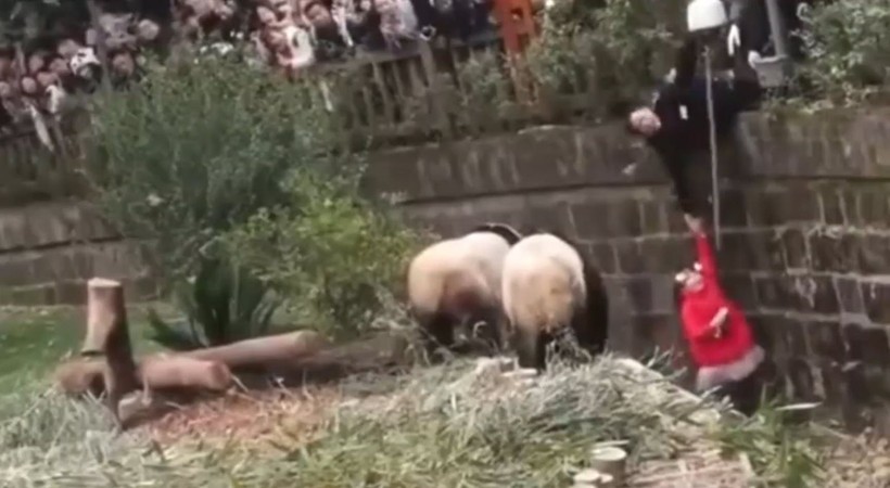 Aslan kafesine köpek bırakılırsa ne olur? Ziyaretçiler korku dolu gözlerle o anları izledi - Resim: 47