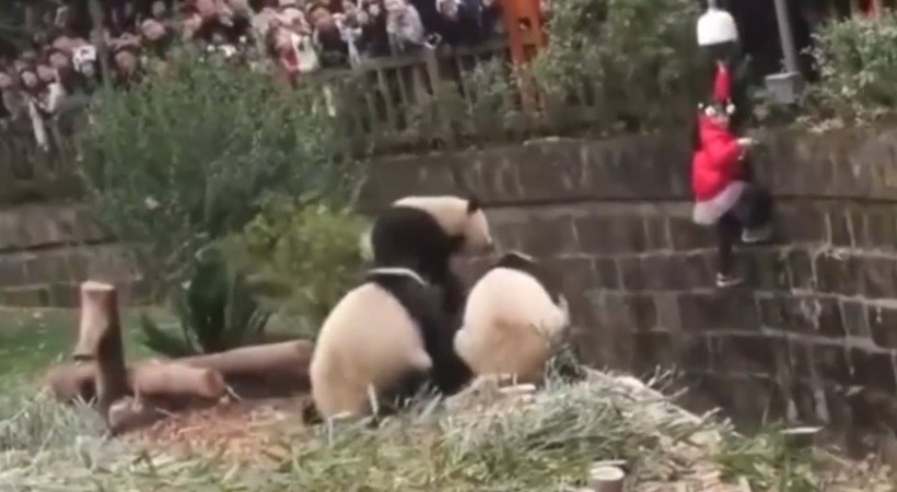 Aslan kafesine köpek bırakılırsa ne olur? Ziyaretçiler korku dolu gözlerle o anları izledi - Resim: 62