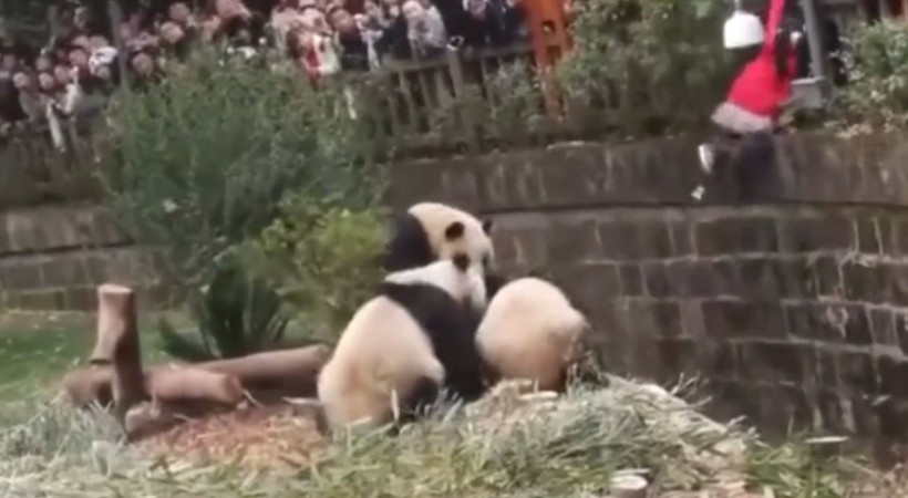 Aslan kafesine köpek bırakılırsa ne olur? Ziyaretçiler korku dolu gözlerle o anları izledi - Resim: 65