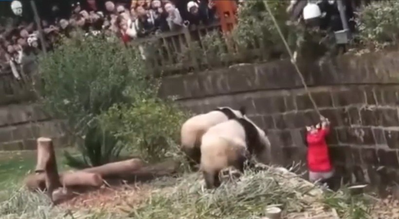 Aslan kafesine köpek bırakılırsa ne olur? Ziyaretçiler korku dolu gözlerle o anları izledi - Resim: 40
