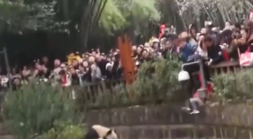 Aslan kafesine köpek bırakılırsa ne olur? Ziyaretçiler korku dolu gözlerle o anları izledi - Resim: 67