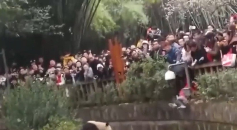 Aslan kafesine köpek bırakılırsa ne olur? Ziyaretçiler korku dolu gözlerle o anları izledi - Resim: 68