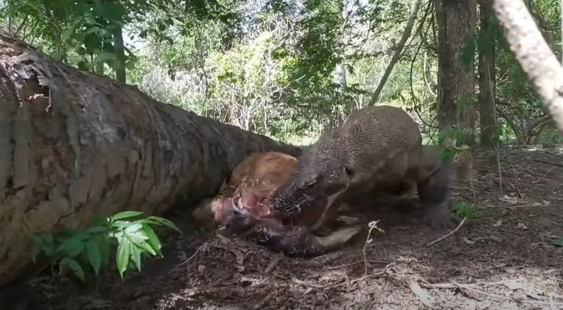 Komodo ejderi hamile geyiği yavrusuyla birlikte canlı canlı yedi! Vahşi doğanın korkunç yüzü kameralara yansıdı - Resim: 32
